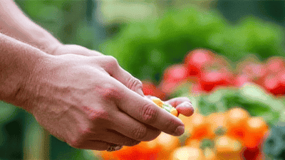 Support Local Farms: Why Choose Local Ingredients